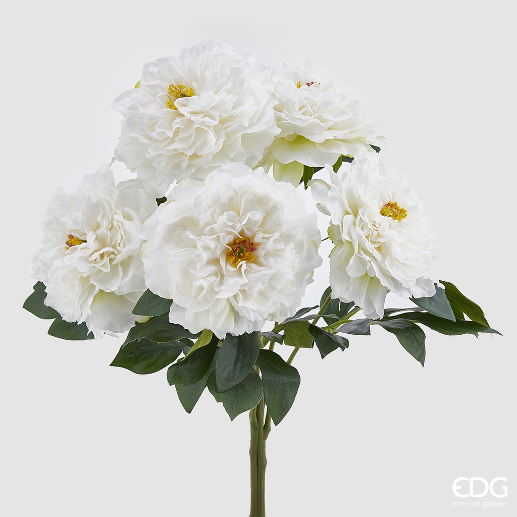 Peonia cesp.x5 h55 - 214874.12