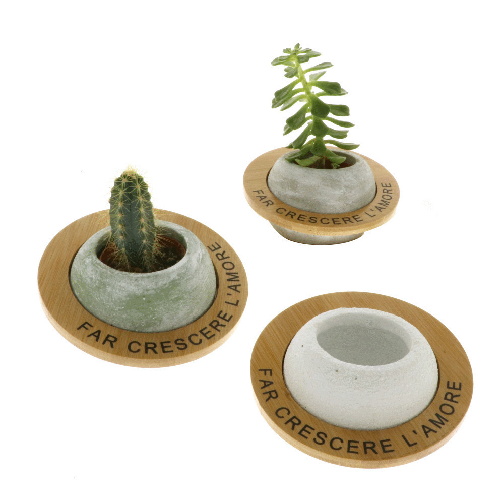 Venere portapianta diametro 13 3 soggetti assortiti - 02274 - 02274