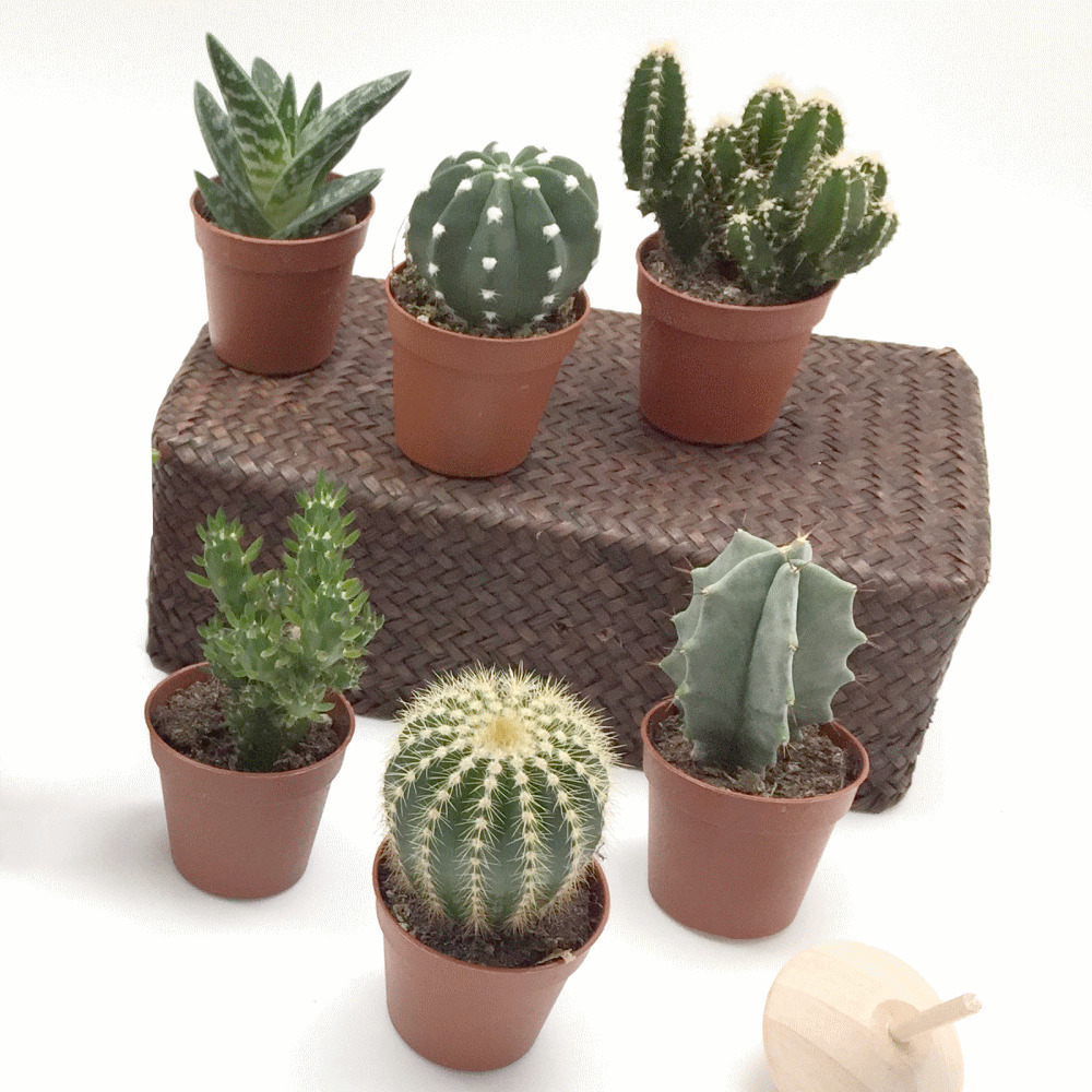 Pianta grassa piccola vaso 5.5 - 08548 - 08548