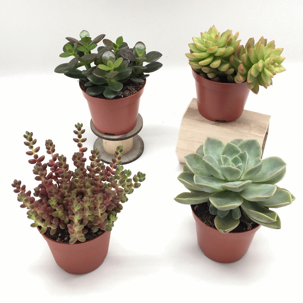 Pianta grassa grande  vaso diametro 7.5 - 08549 - 08549