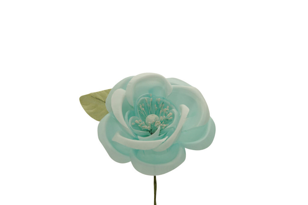 Camelia japonica grande 10x10 cm - 021964+22