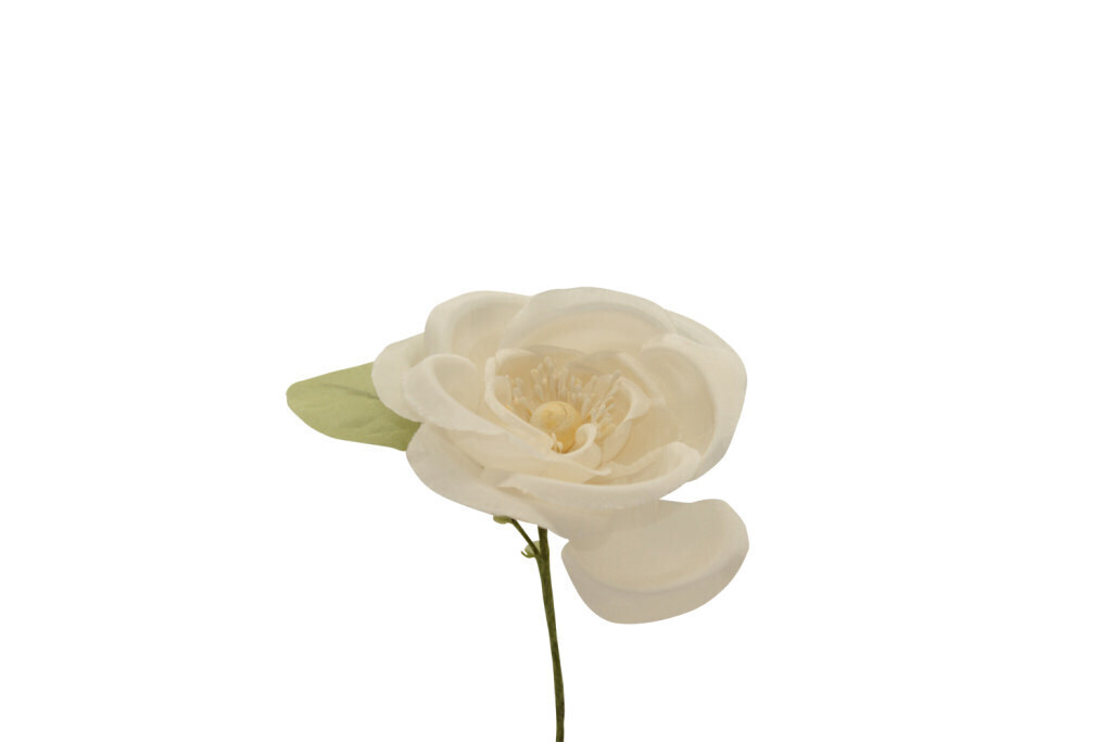 Camelia japonica grande 10x10 cm - 021964+31