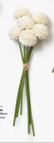 Bouquet allium panna 6 pz 30 cm - 030178+31