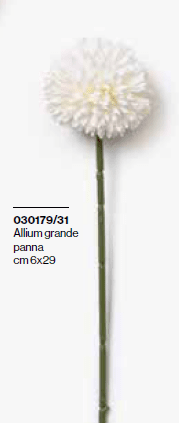 Allium gr panna 29 cm - 030179+31