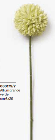 Allium gr verde 29 cm - 030179+7
