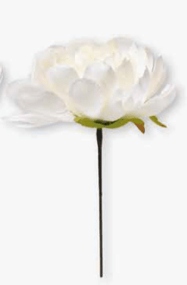 Peonia panna 10x18 cm - 030185+31