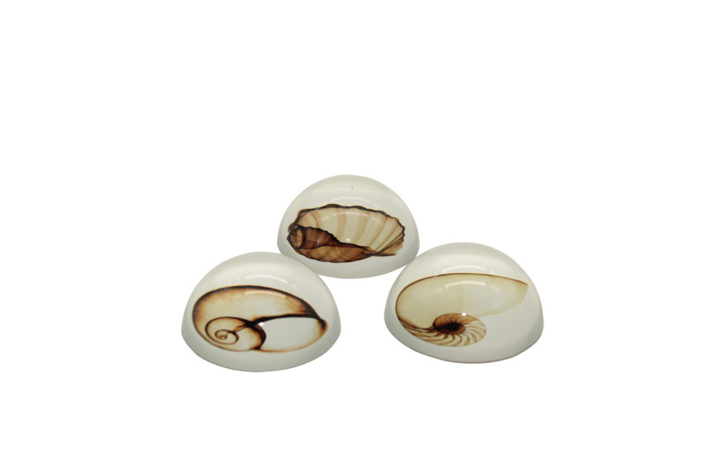 Fermacarte conchiglie piccolo assortiti 5,8x5,8x2,8 con scatola - a4101