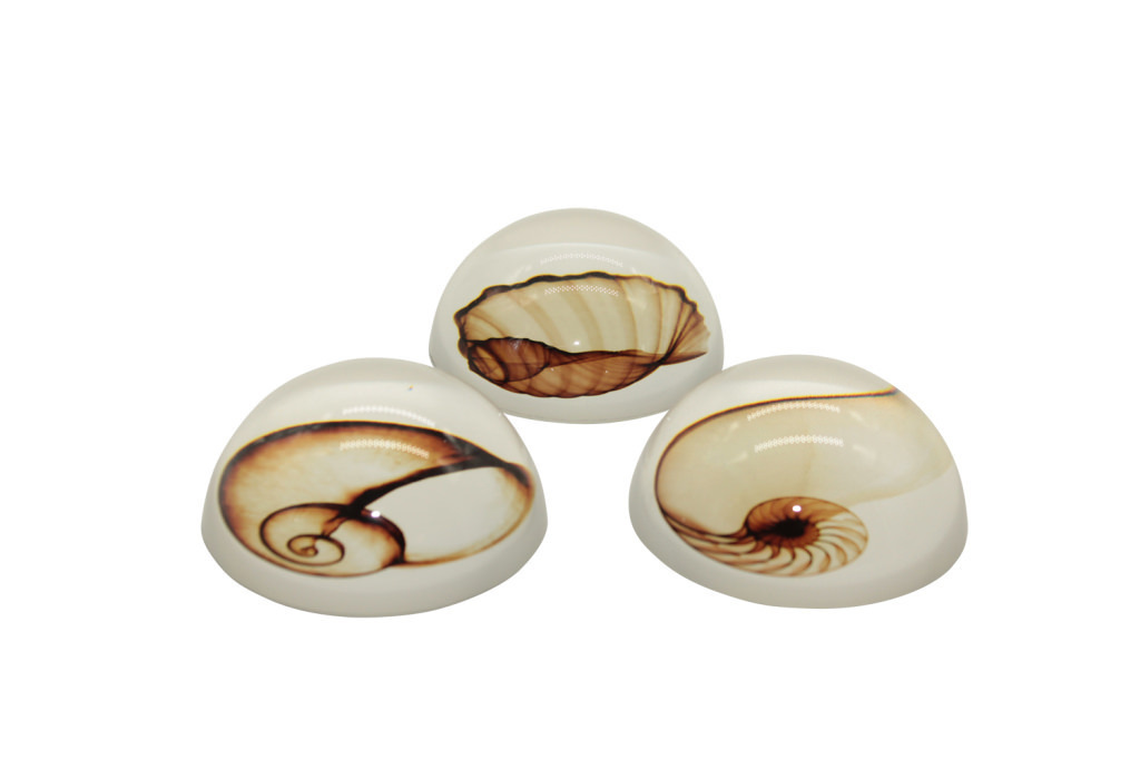 Fermacarte conchiglie medio assortiti 7,8x7,8x3,7 con scatola - a4102