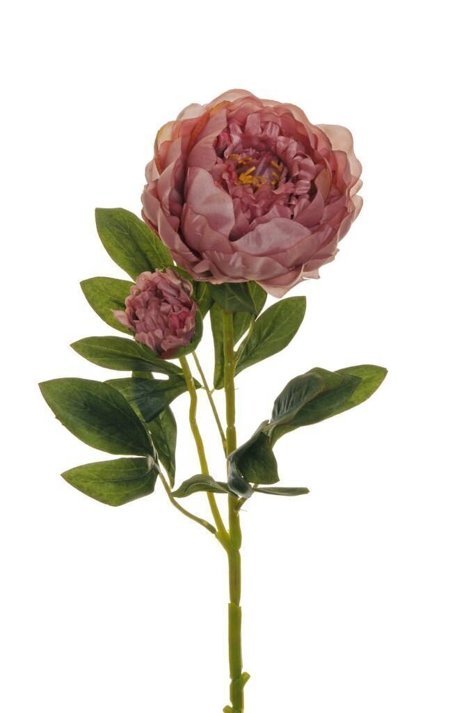 Peonia - ev0003vi