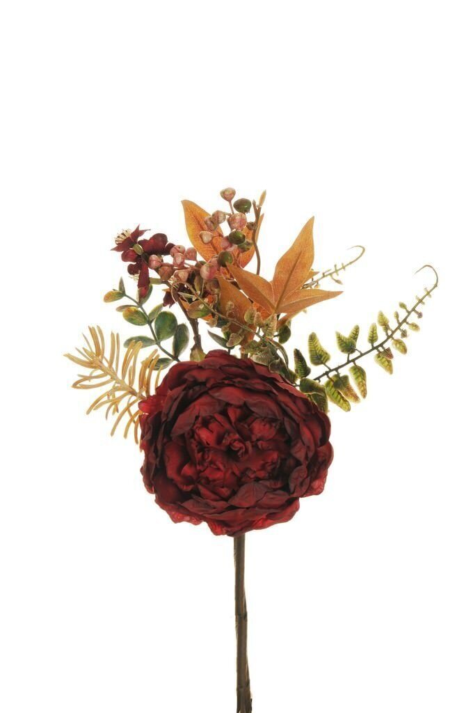 Bush peonia bordeaux arancio - ev0030ro