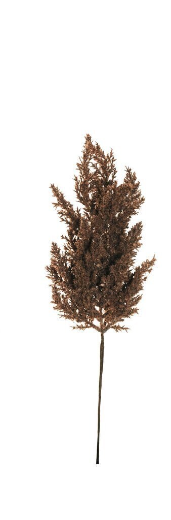 Pampas marrone scuro - ev0033m
