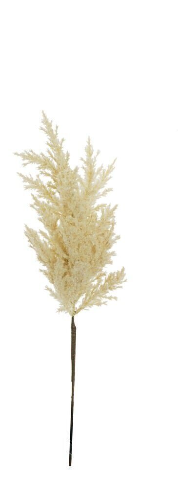 Pampas crema - ev0033p