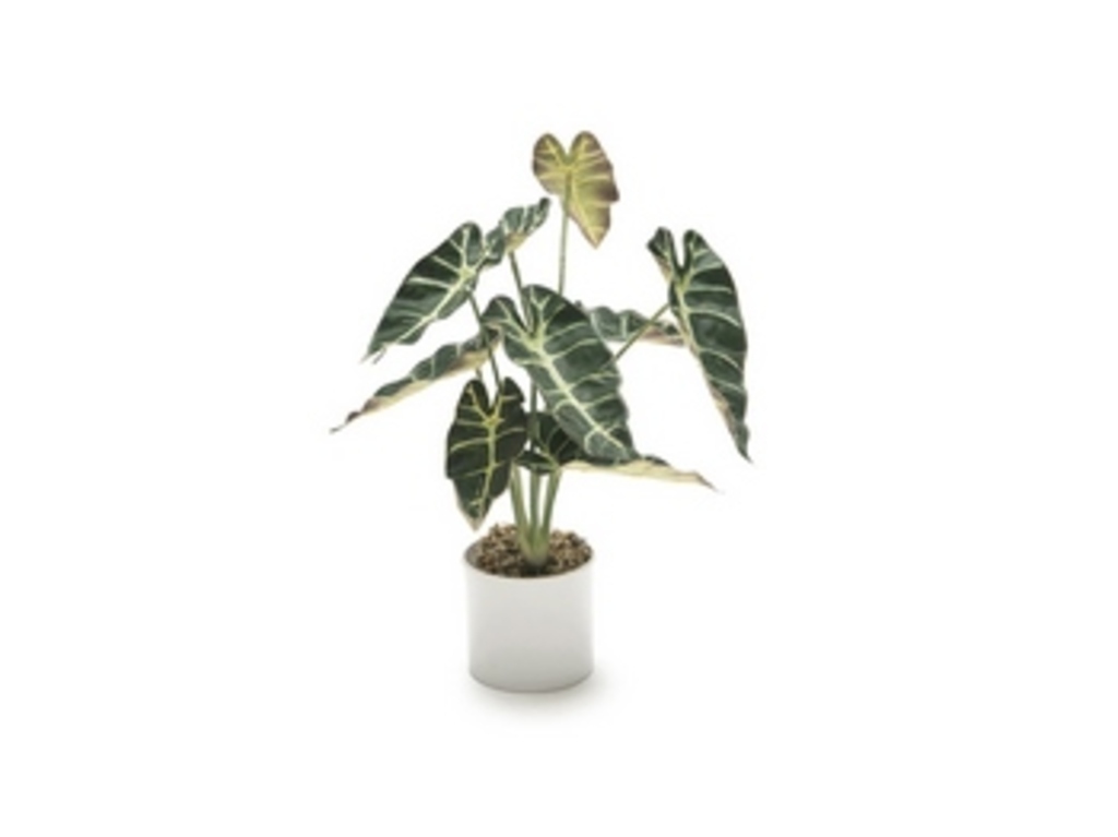 Pianta alocasia cm 40 in vaso verde scuro - b6743vs Pianta alocasia cm 40 in vaso verde scuro - b6743vs