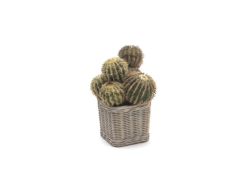 Pianta cactus con vaso cestino cemento cm 22 verde - b7662