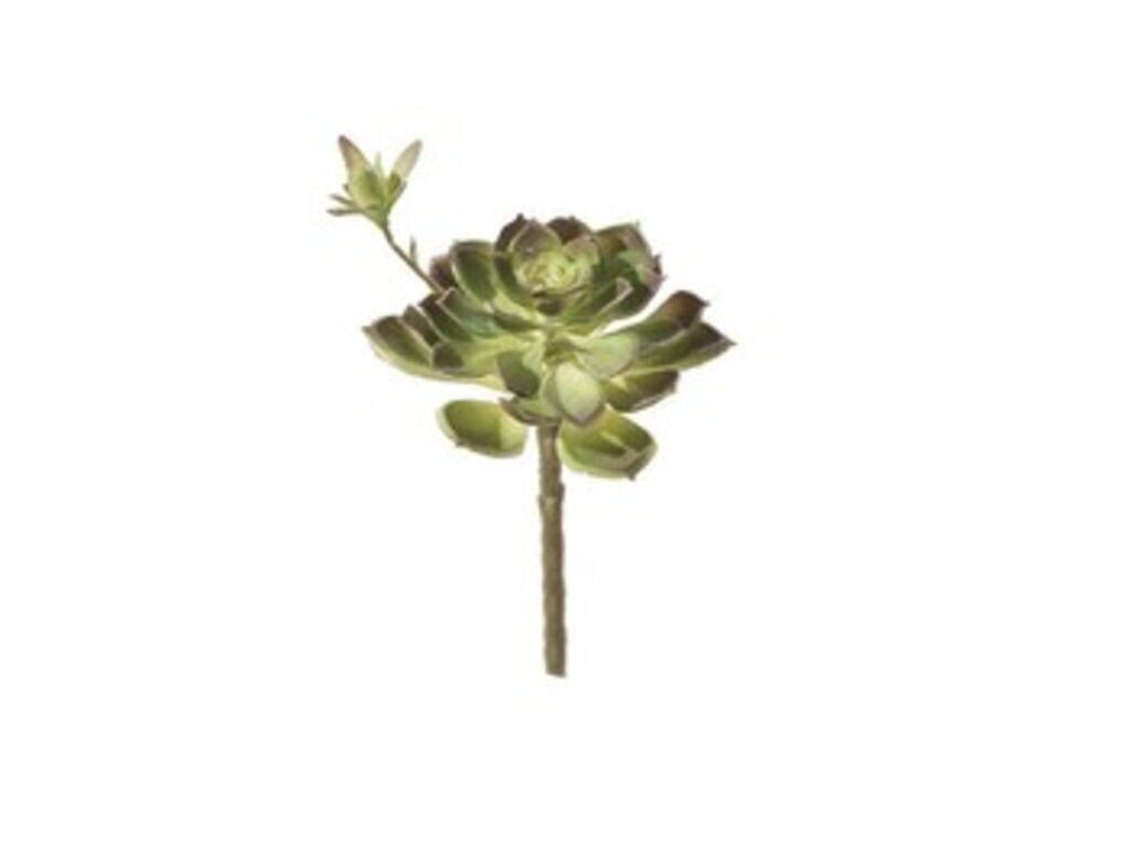 Pianta grassa succulenta cm 16 verde - f3034vr
