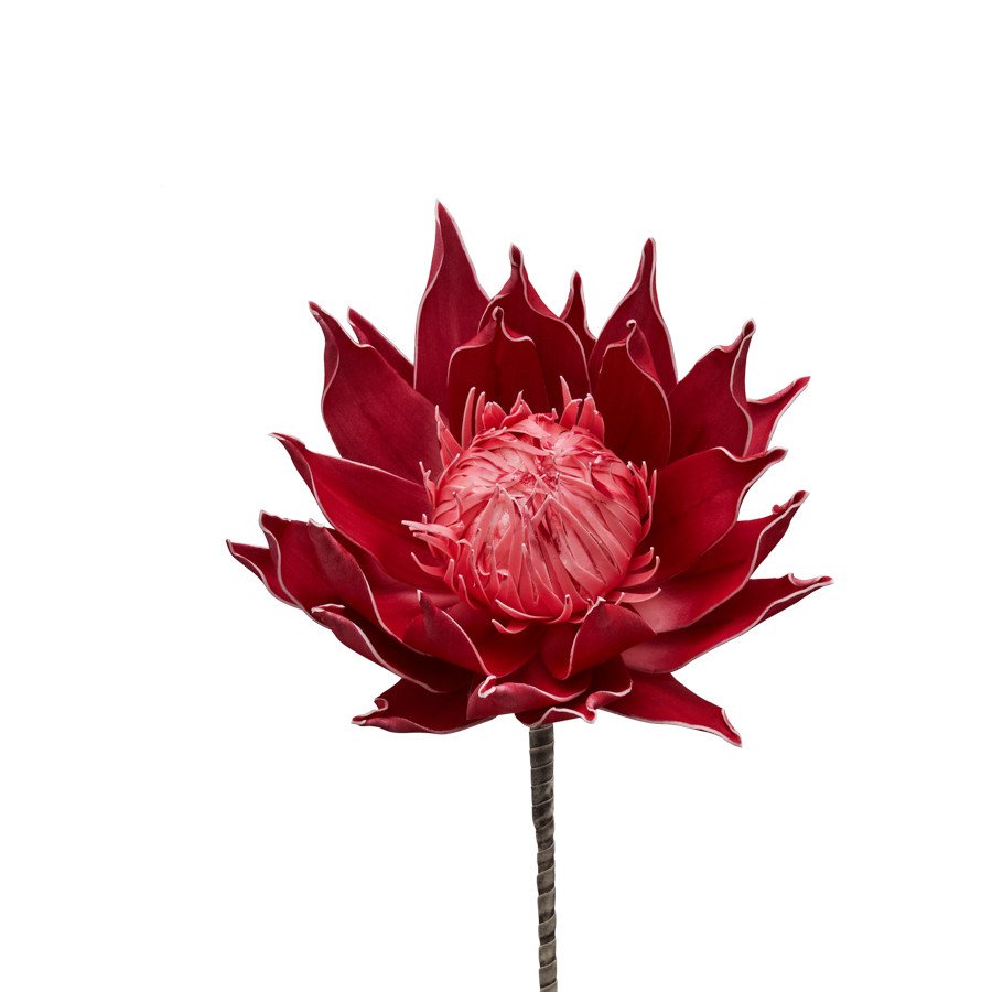 Lotus rosso h.88 - d16522 Lotus rosso h.88 - d16522