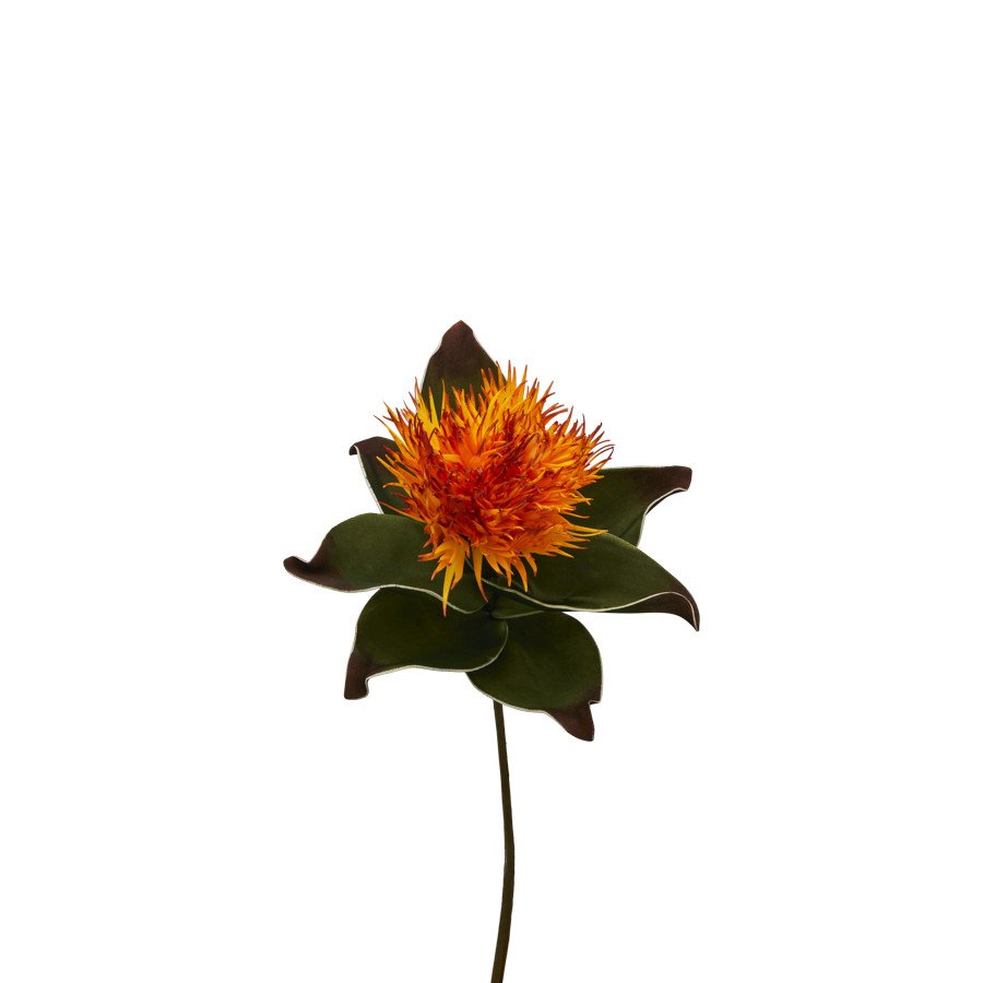 Asclepias h.83 - d16535