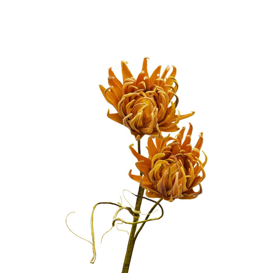 Crisantemo h.100 - d16539