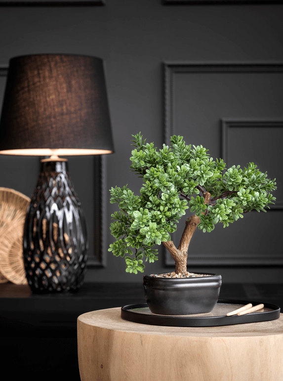 Bonsai cedro con vaso ceramica - d18962 Bonsai cedro con vaso ceramica - d18962