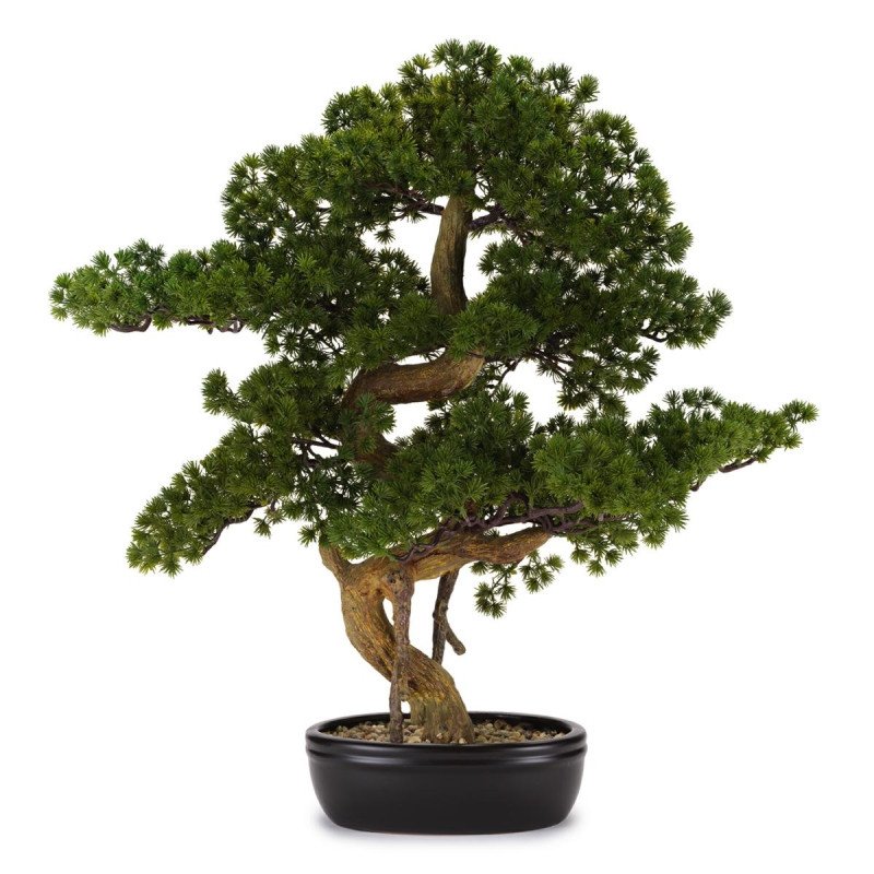 Bonsai pino  con vaso ceramica - d18967 Bonsai pino  con vaso ceramica - d18967